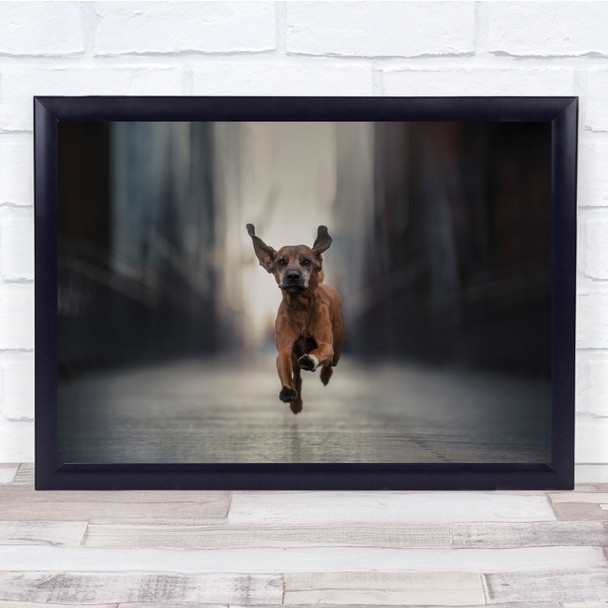 Dogs Dog City Hamburg Bridge Pet Pets Germany Run Running Bokeh Wall Art Print