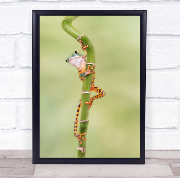 Frog Amphibian Little Animal Tiger Leg Monkey Tree Orange Green Wall Art Print