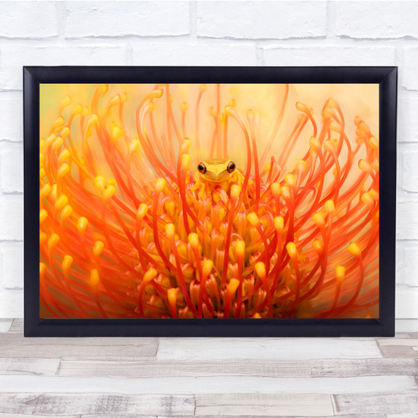 Frog Lemur Tree Orange Yellow Artistic Amphibian Close Up Macro Wall Art Print