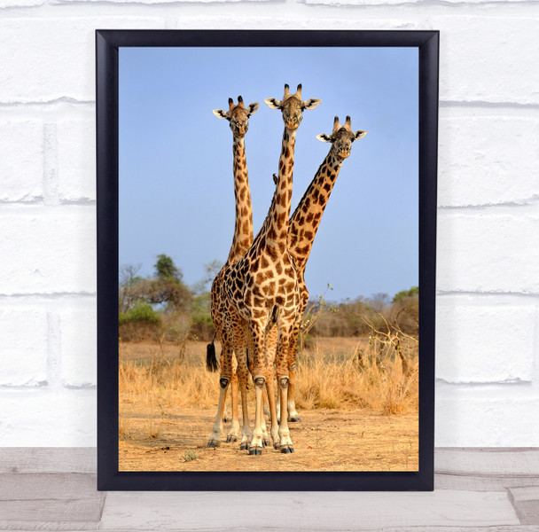 Giraffe Giraffes South Luangwa National Park Zambia Safari Trio Wall Art Print