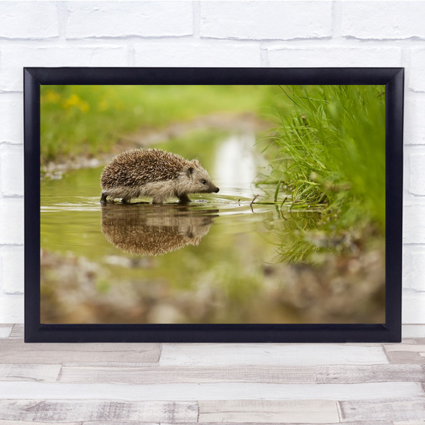 Hedgehog Cute Reflection Stream Pond Puddle Grass Wildlife Wild Wall Art Print