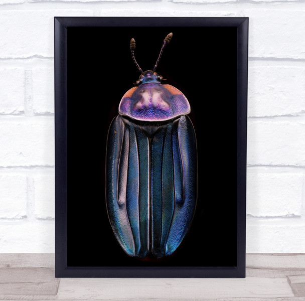 Insect Macro Stacking Beetle Purple Beetles Bug Bugs Insects No Wall Art Print