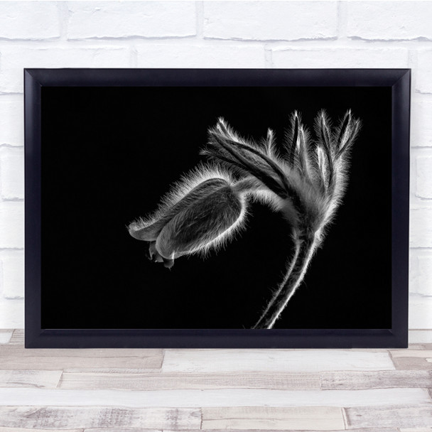 Macro Flora Romania Flower Flowers Graphic Low Key Low-Key Dark Wall Art Print