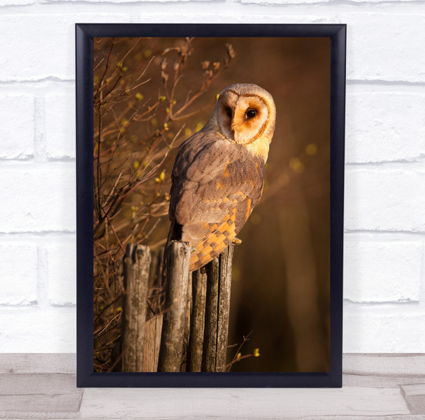 Owl Owls Brown Animal Animals Sit Sitting Barn Bird Birds Bokeh Wall Art Print