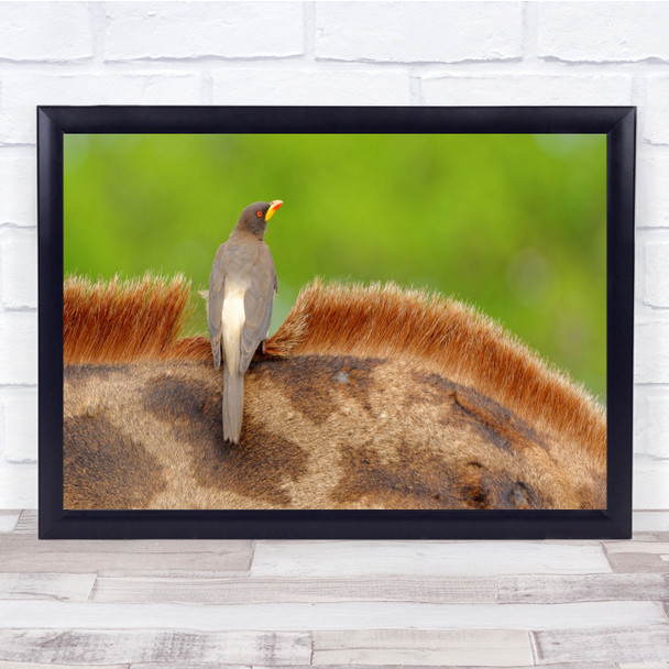 Oxpecker Kruger Bird Giraffe Africa Yellow-Billed National Park Wall Art Print