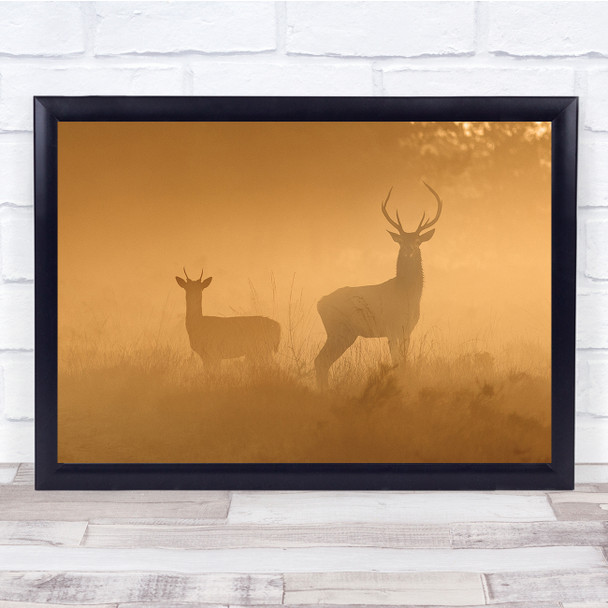 Reddeer Edelhert Mist Sunrise Gelderland Fog Horns Stag Animals Wall Art Print