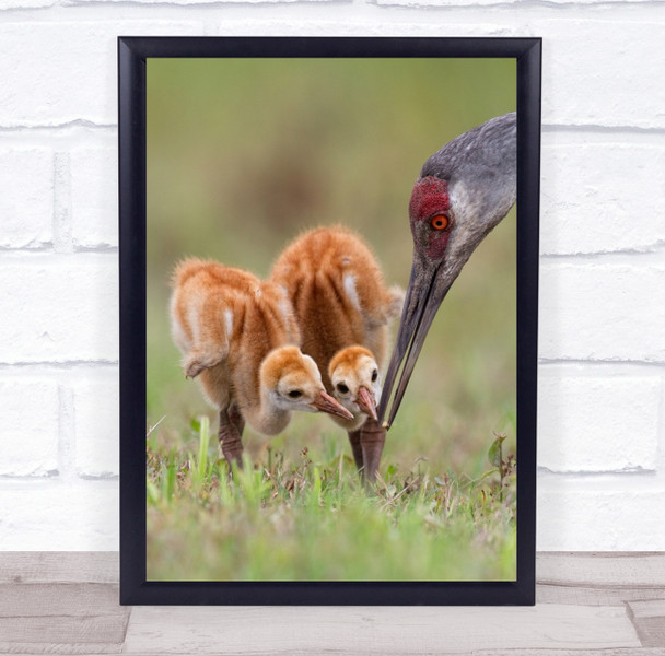 Sandhillcrane Chicks Sandhill Crane Cranes Chick Cute Beak Feed Wall Art Print