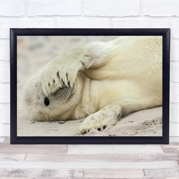 Seal Cute Cub Wildlife Sand Beach Animal Cover Covered Shy Hide Wall Art Print