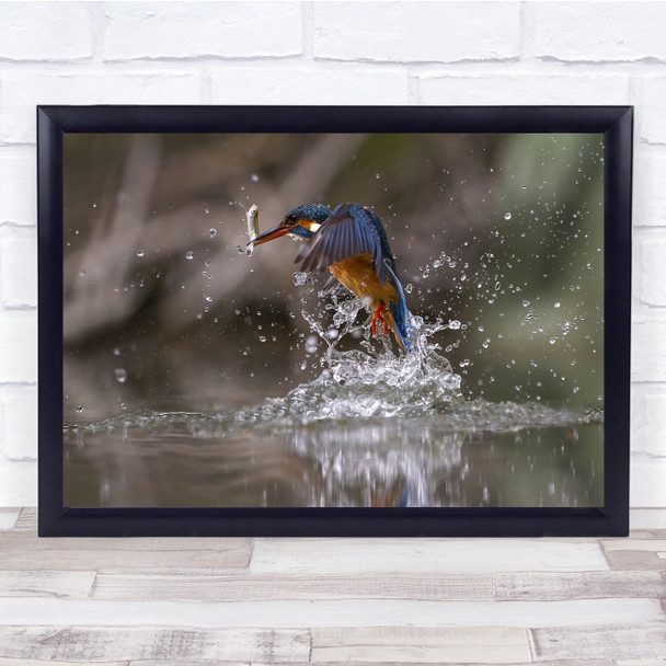 Splash Kingfisher Kingfishers Birds Bird Fish Catch Caught Prey Wall Art Print