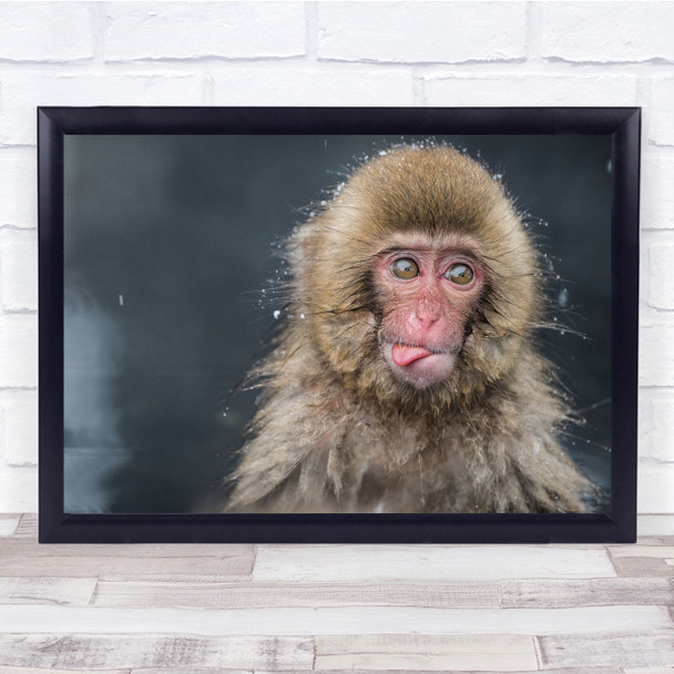 Tongue Monkey Ape Bath Bathing Wildlife Nature Fun Funny Humour Wall Art Print