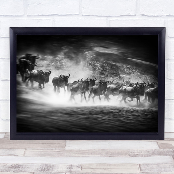 Wildlife Nature Move Runm Wildebeest Wildebeests Gnu Gnus Black & White Print