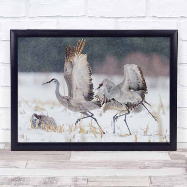 Birds Wildlife Snow Snowing Snowfall Winter Crane Cranes Wings Wall Art Print