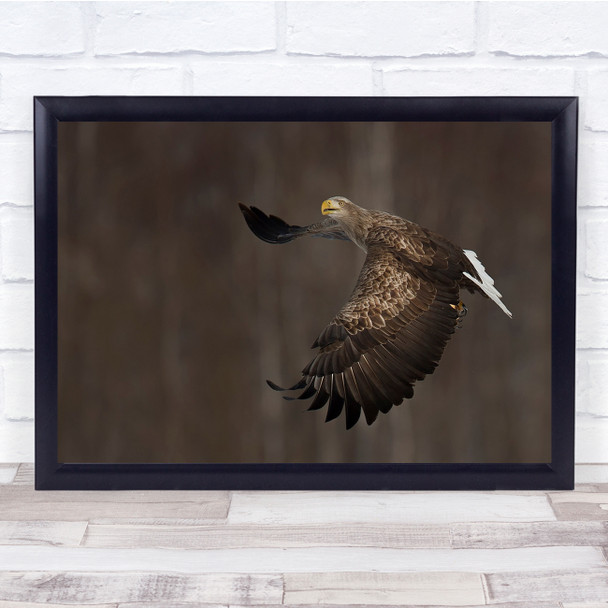 Bokeh Wildlife Wild Nature Animal Animals Bird Birds Eagle Fly Wall Art Print