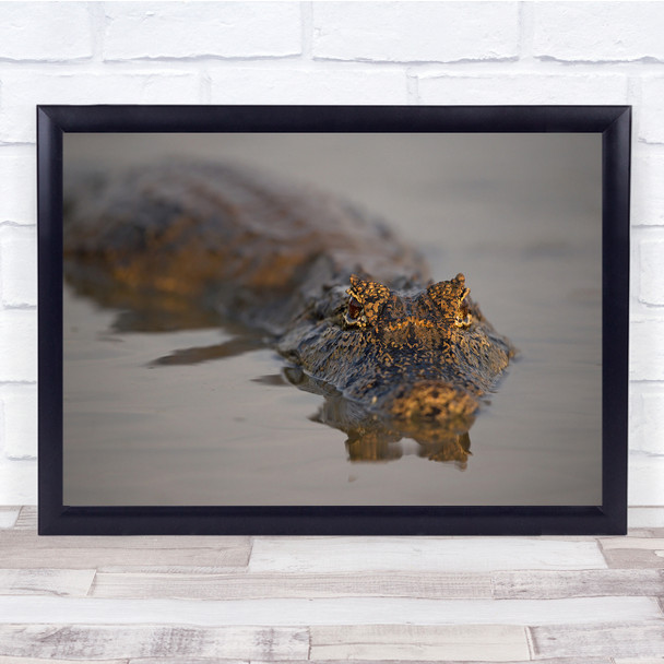 Cayman Yacare River Reptile Predator crocodile Pantanal Brazil Wall Art Print