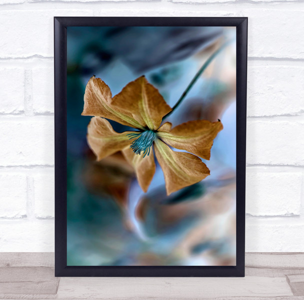 Clematis Flower Flora Bloom Beauty Fresh Fragile Nature Summer Wall Art Print