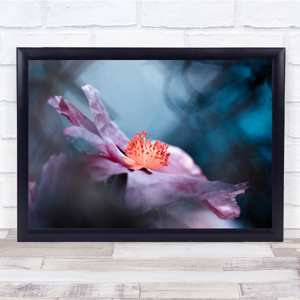 Flower Cosmos Pink Blue Orange Macro Garden Bokeh Even Flowers Wall Art Print