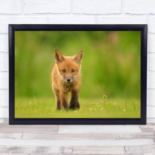 Fox Red Baby Cub Young Cute Bokeh Wildlife Wild Nature Animals Wall Art Print