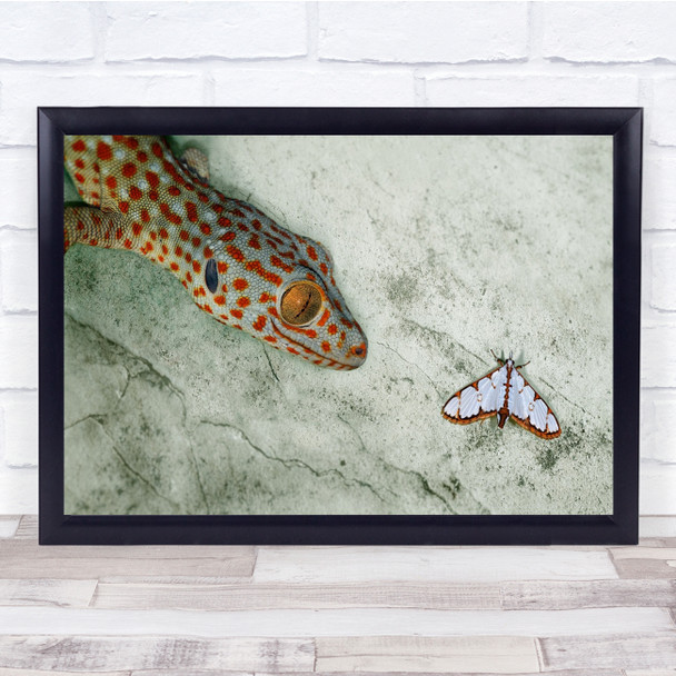 Gecko Tokeh Moth Predator Sidemenbali Lizard Reptile Macro Eye Wall Art Print