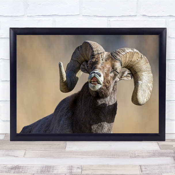 Wild life nature ram funny expression Wall Art Print