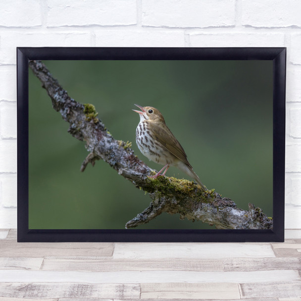 Bird Birds Branch Bokeh Wildlife Wild Nature Animal Animals Wall Art Print