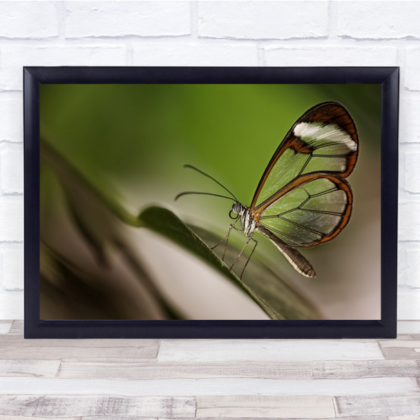 Butterfly Macro Insect Wings Transparent Bokeh Garden Brown Wall Art Print