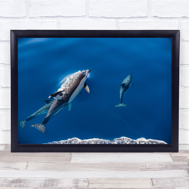 Dolphin Swimming Underwater Animal Wildlife Swim Diving Sea Wall Art Print