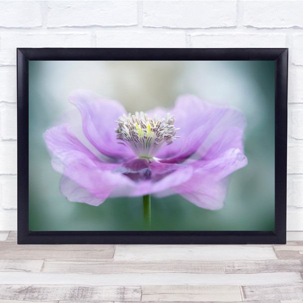 Flower Flora Bloom Poppy Nature Close-Up Fresh Floatypetals Wall Art Print