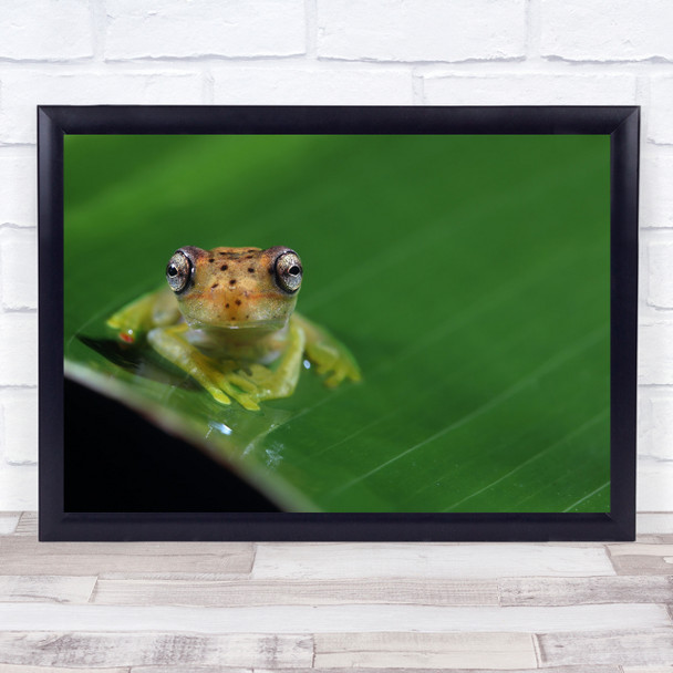 Frog Eyes Animal Costa Rica Macro Green Frogs Animals South Wall Art Print