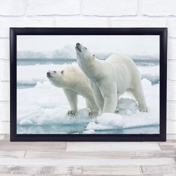 Mother Son Svalbard Norway Ice Polar Bear Winter Cold Frost Wall Art Print