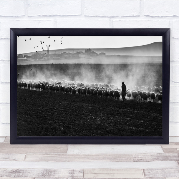 Sheep Flock Herd Light Order Documentary Angle Leading Line Wall Art Print