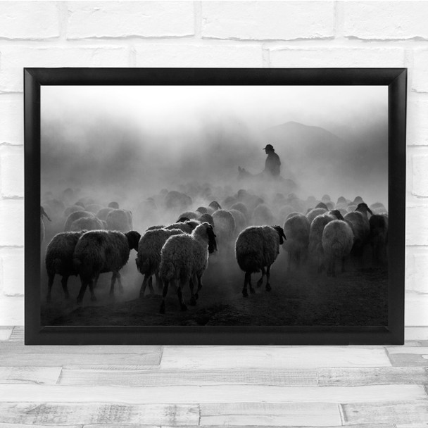 Livestock Cattle Sheep Animal Animals Flock Herd Dust Black & White Print