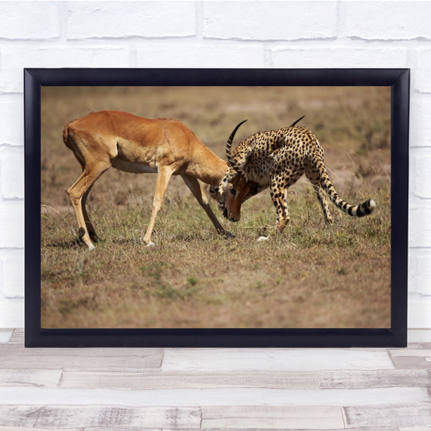 Mortal Embrace Leopard and deer hunting wilderness animals wildlife Print