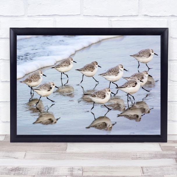 Birds Bird Animal Animals Beach Water Flock Reflection Run Wall Art Print