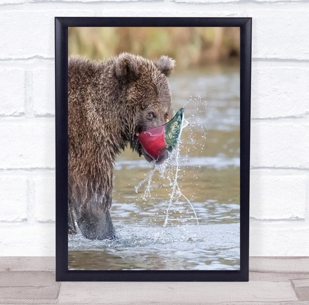 Brown Bear Sockeye Salmon Alaska Katmai National Park look Wall Art Print