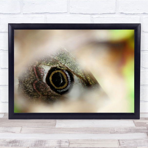 Eyespot Emperor Moth Eye Butterfly Insect Macro Bug Blurry Wall Art Print