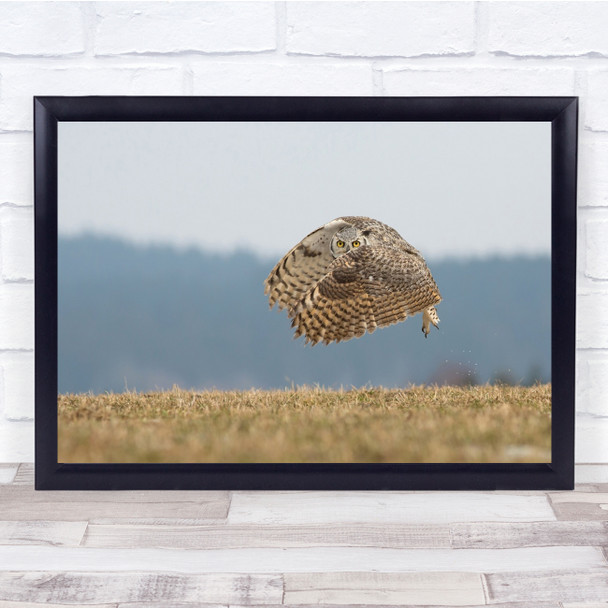 Look Eyes Flight Fly Flying Owl Bird Glance Watching Wings Wall Art Print