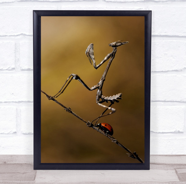 Macro Mantis Ladybug Stick Two Praying Ladybird Bokeh Twig Wall Art Print