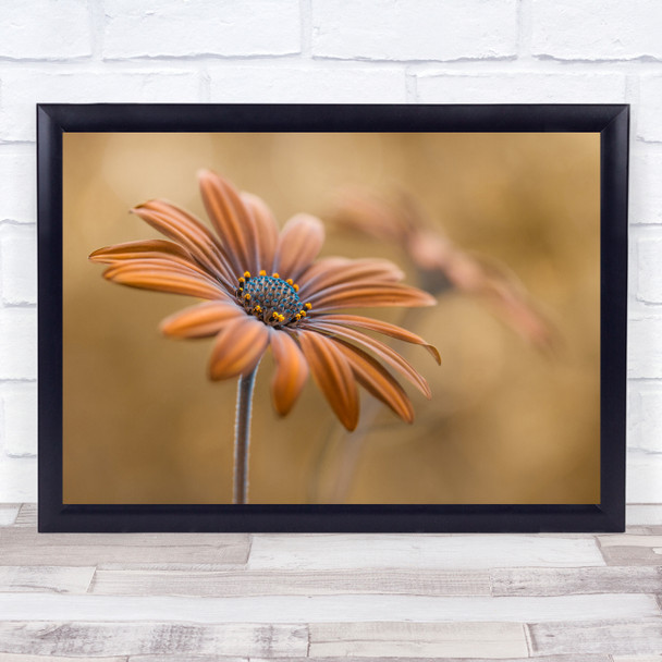 Osteospermum Floral Flora Summer Flower Gold Golden Bloom Wall Art Print