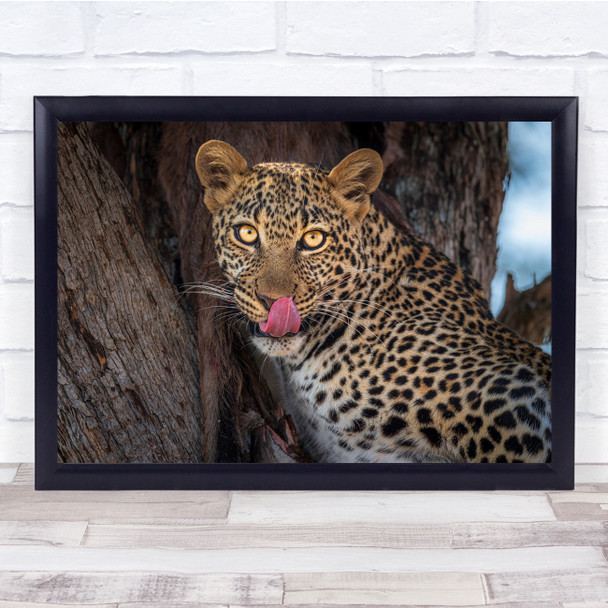 Tasty Tourist For Lunch leopard close up wild life animal Wall Art Print