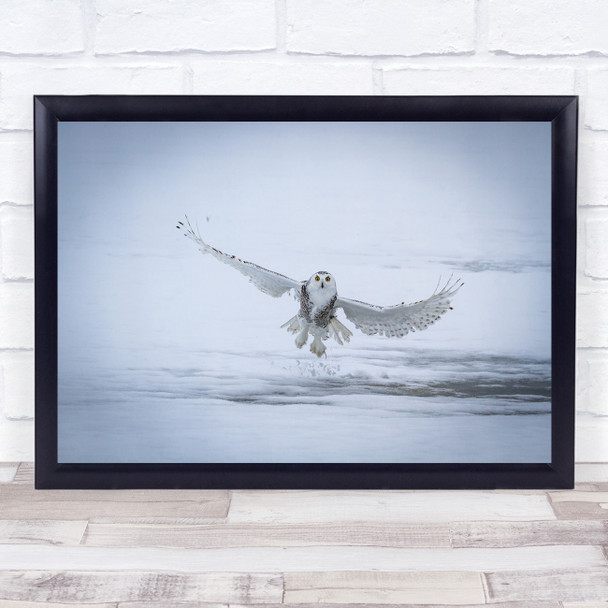 Snowy owl Owl Raptor Ontario Canada Buboscandiacus Snowy Wall Art Print