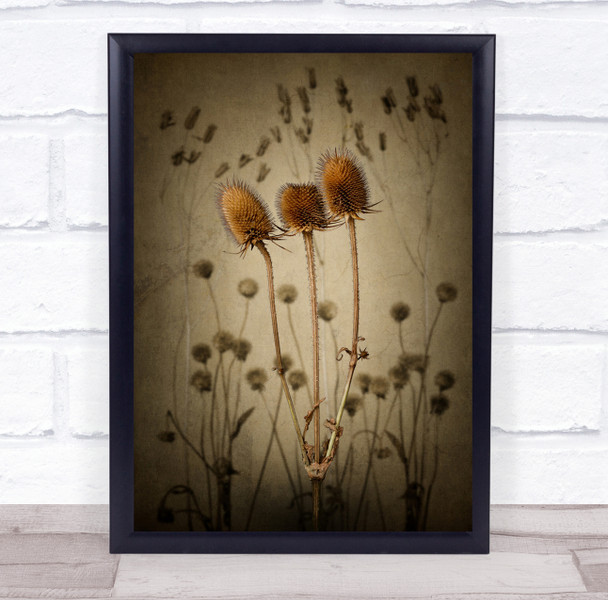 Art Creative Mood Plant Prickly Still Life Teasel Thorn Wall Art Print