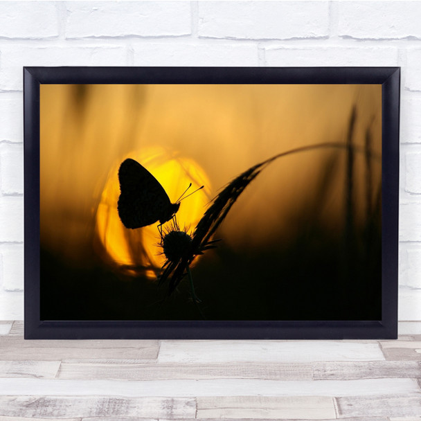 Butterfly Insect Sunset Sun Straw Grass Silhouette Fall Wall Art Print