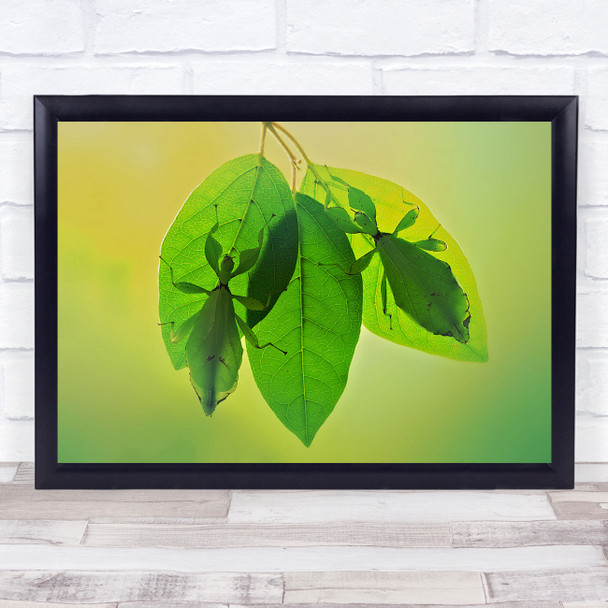 Green Macro Leaf Leaves Bokeh Insect Insects Camouflage Wall Art Print