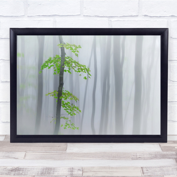 Italy Landscape Green Summer Forest Leaves Trees Mist Fog Haze Wall Art Print