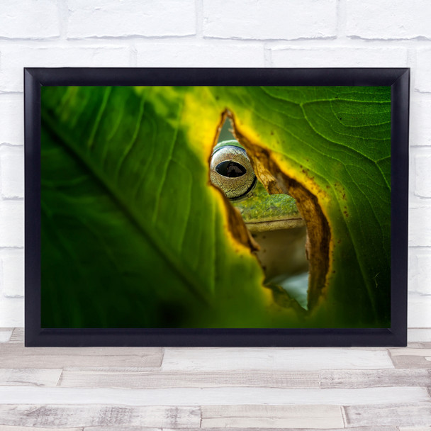 Macro Frog Leaf Eye Peek Green Light Peeking Curious Curiosity Wall Art Print