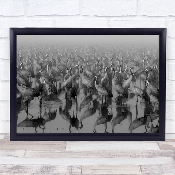 Nature Animal Bird Wild Wildlife Flock Herd Reflection Crowded Wall Art Print