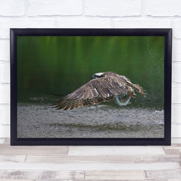 Osprey Aviemore Birds Raptors Ospreys Splash Fish Bird Of Prey Wall Art Print