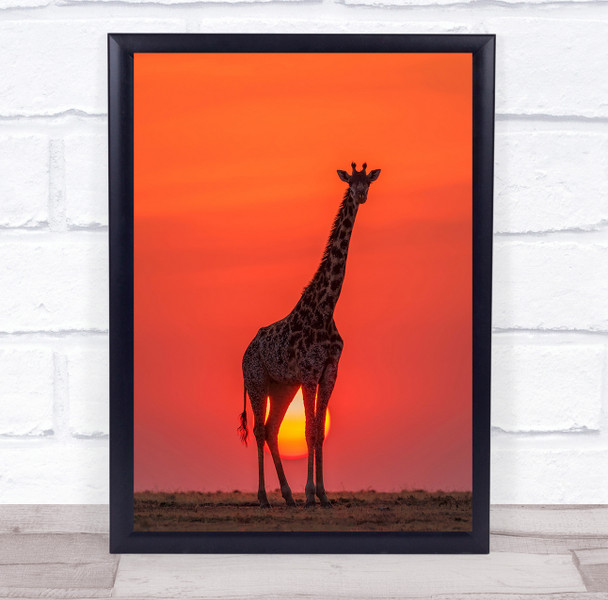 Sunset Giraffe Wildlife Kenya Wild Nature Animals Red Sun Tall Wall Art Print