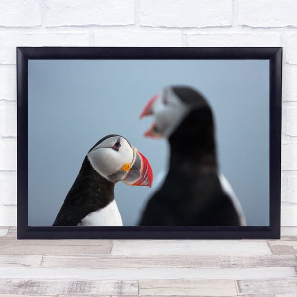 Nature Birds Puffin Arctica Couple Wall Art Print