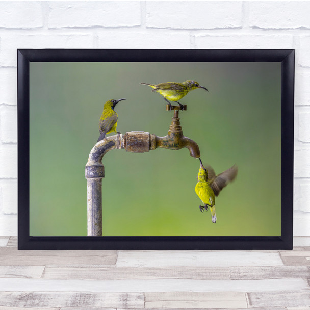 Birds Water Pipe tap macro nature Wall Art Print